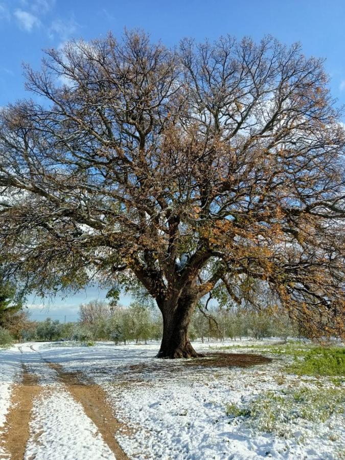 Гостевой дом L'Antica Quercia Андрия Экстерьер фото